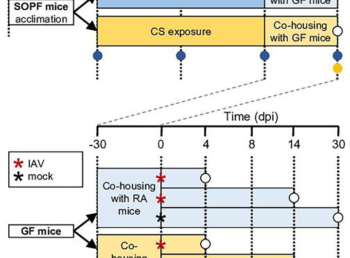 Cigarette smoke alters microbiota and aggravates flu severity, researchers find