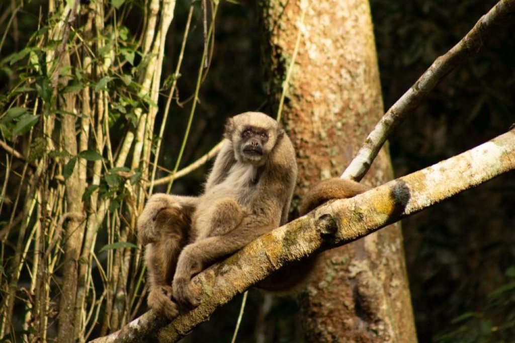 Northern Muriquis Sits on Branch