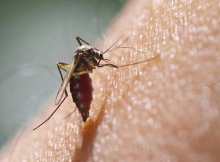 Dengue cases this year are 81 percent higher than in 2023, the Department of Health (DOH) reported Saturday.