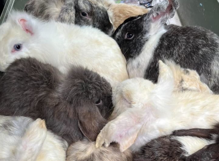 Dozens of rabbits found dead with missing eyes and ears had highly contagious illness, RSPCA says