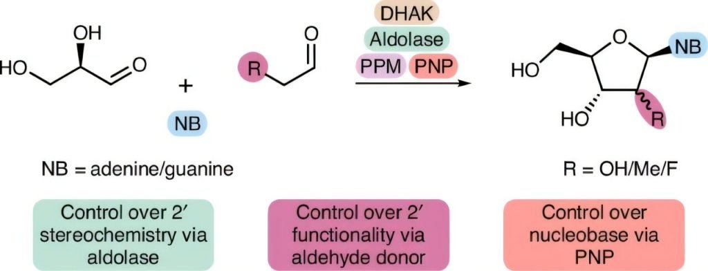 Enzyme engineering has the potential to drive more sustainable and efficient drug manufacturing