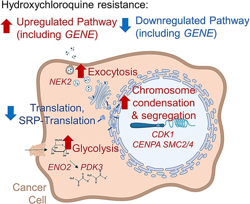 Exploring the cancer-fighting promise and limitations of hydroxychloroquine