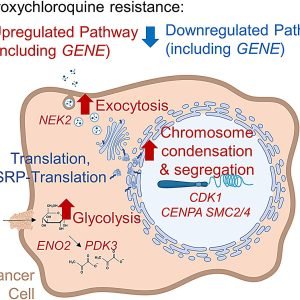 Exploring the cancer-fighting promise and limitations of hydroxychloroquine