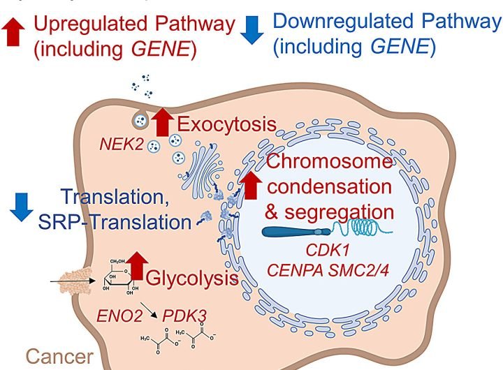 Exploring the cancer-fighting promise and limitations of hydroxychloroquine