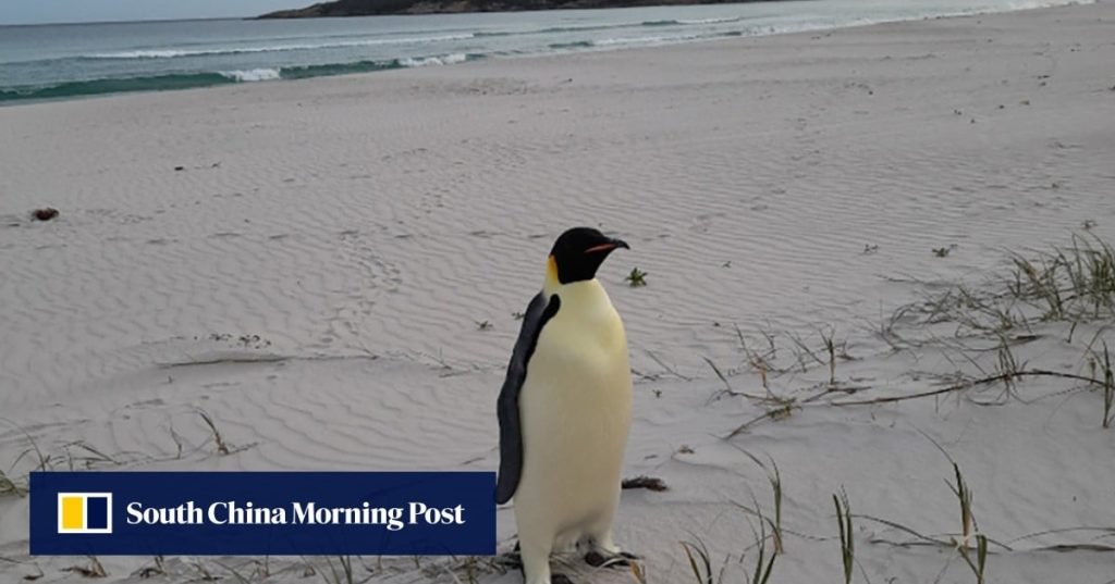 First emperor penguin known to reach Australia found on tourist beach