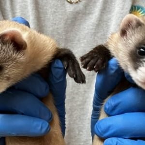 First ferret babies born from a clone bring new hope for their species