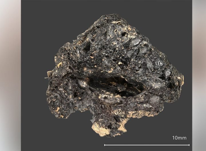 First-of-its kind fig found in Ireland unlocks new details about trading between the Roman Empire and Ireland