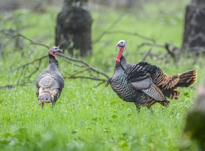 Wild Turkeys