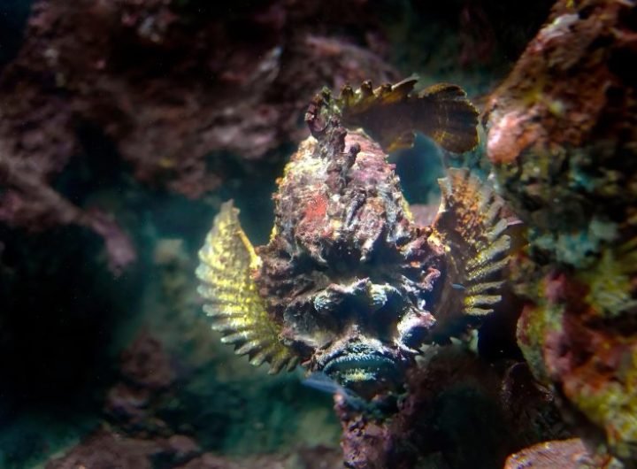 Estuarine Stonefish (Synanceia verrucosa)