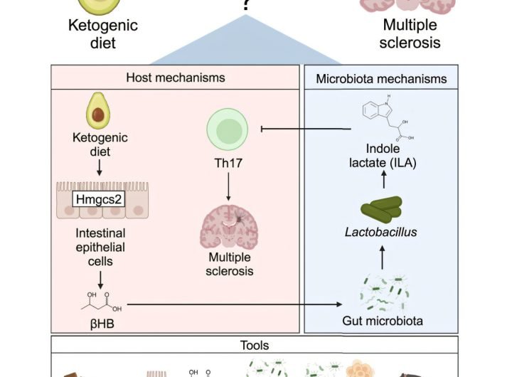 How the keto diet could one day treat autoimmune disorders by increasing anti-inflammatory compounds