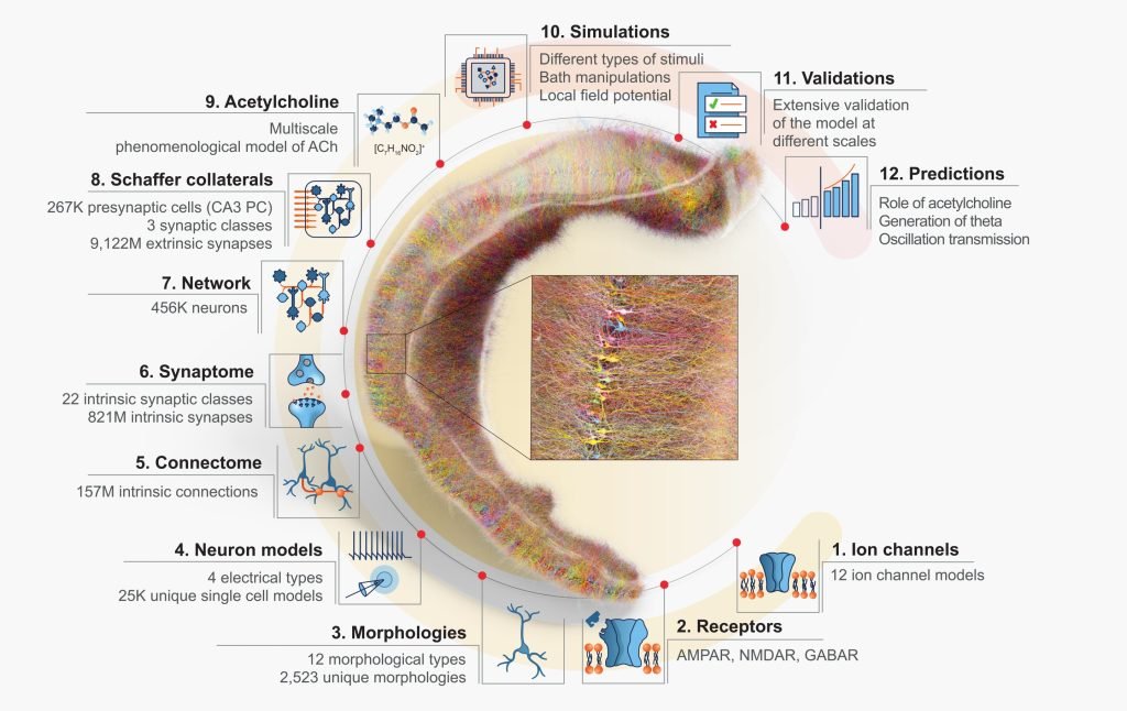 In silico model of rat hippocampal CA1 region integrates diverse experimental data from synapse to network