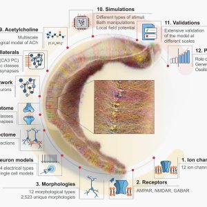 In silico model of rat hippocampal CA1 region integrates diverse experimental data from synapse to network