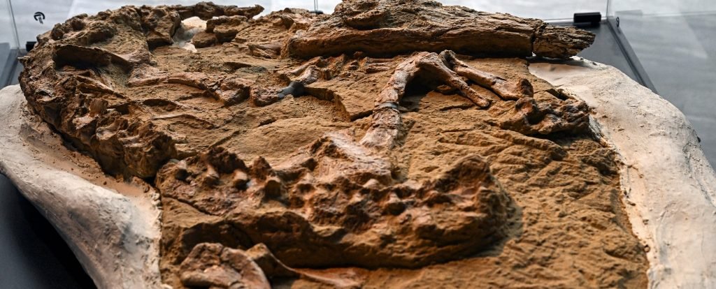 Incredible Fossil Preserves a Crocodile From 12 Million Years Ago : ScienceAlert