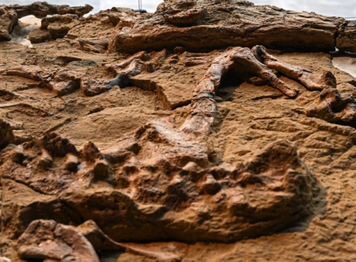 Incredible Fossil Preserves a Crocodile From 12 Million Years Ago : ScienceAlert