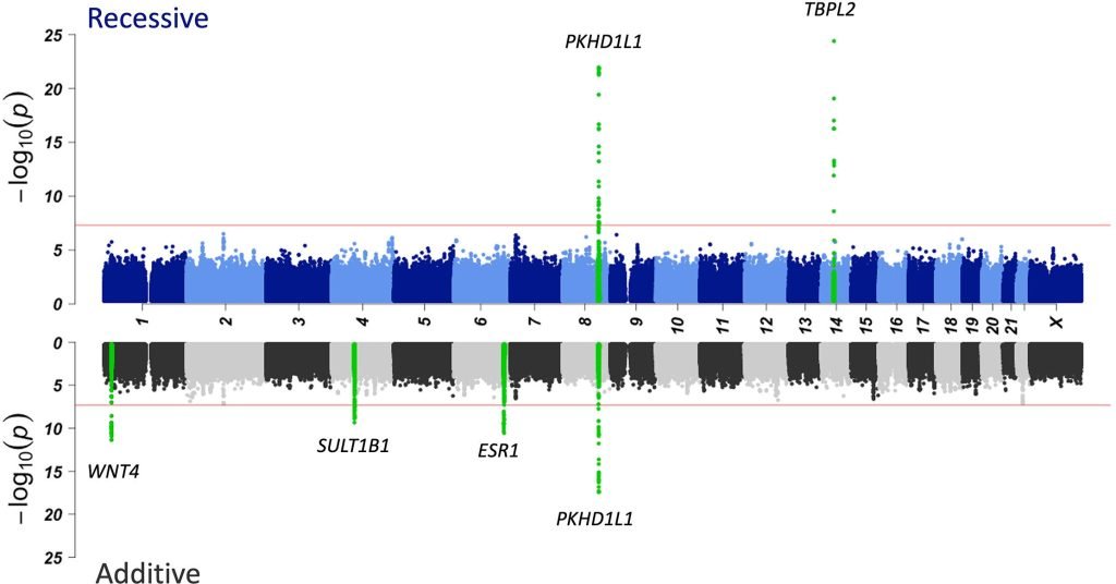 Major genetic defect linked to female infertility identified