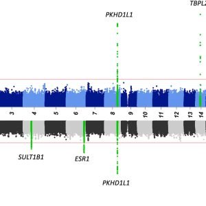 Major genetic defect linked to female infertility identified