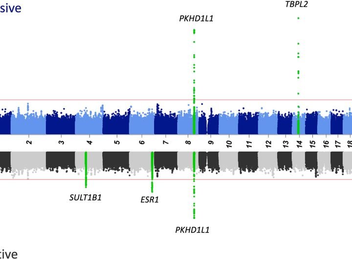 Major genetic defect linked to female infertility identified