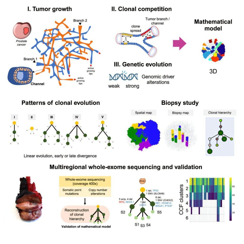 Mathematical modeling leads to a better understanding of prostate cancer