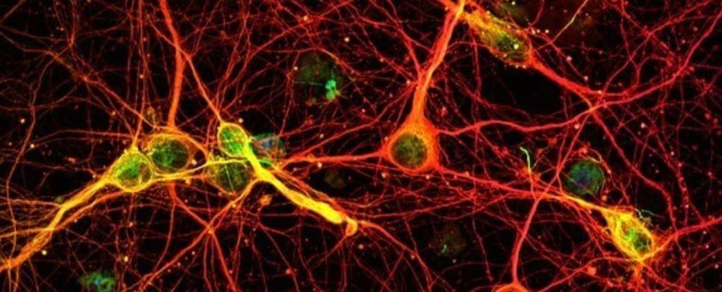 Memory Is Not Confined to Our Brains, Scientists Discover : ScienceAlert