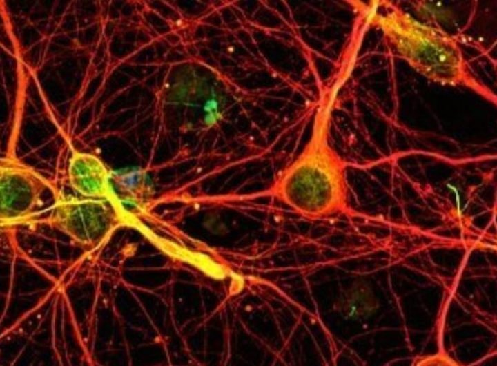 Memory Is Not Confined to Our Brains, Scientists Discover : ScienceAlert