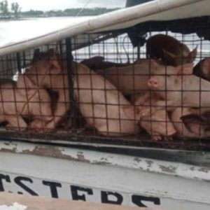 Men transporting 27 live pigs sent back to Camotes Island