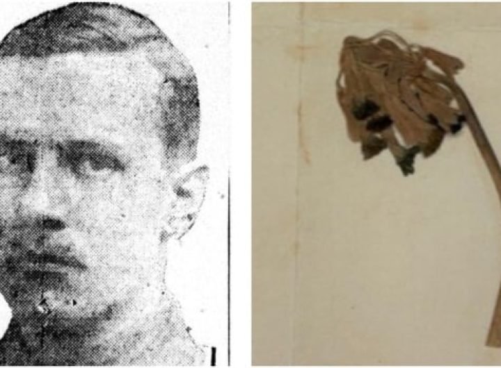 Mysterious flower pressed into WW I soldier's last letter home identified a century later