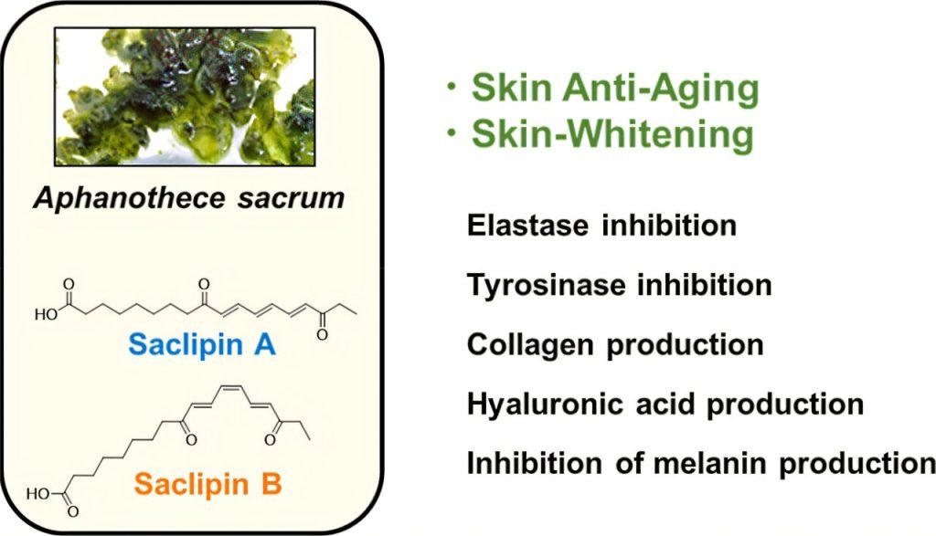 Natural substance from edible cyanobacterium could combat skin aging by enhancing collagen