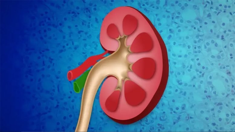 Kidney NIH Illustration