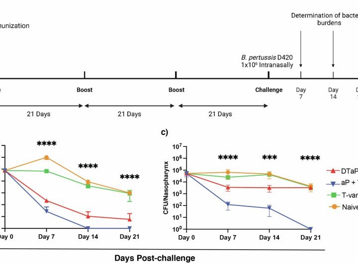 New nasal vaccine shows promise in curbing whooping cough spread