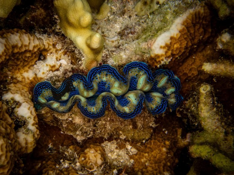 Giant Clam