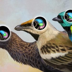 Bird Brain Evolution Artwork