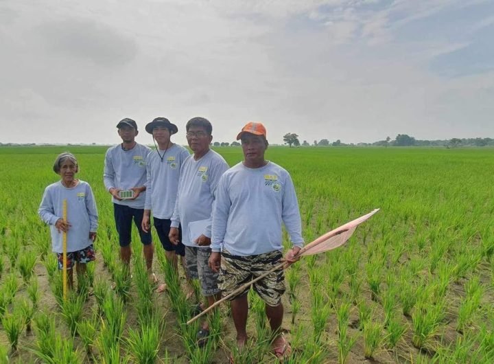 Pampanga farmers’ P206M debt waived