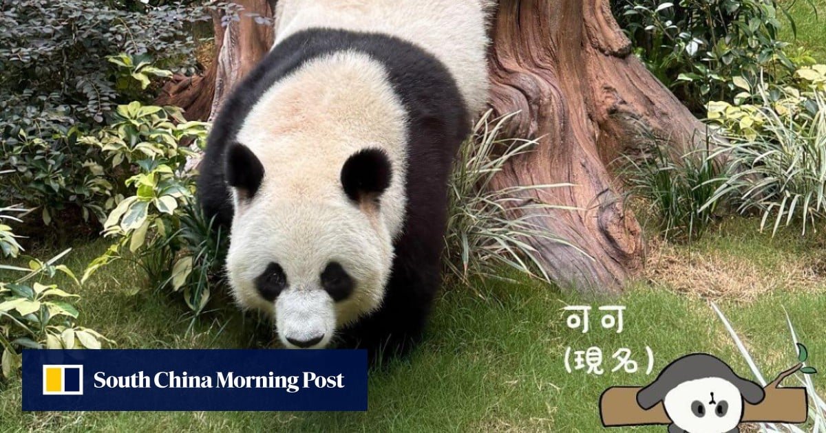 Panda Watch: Hong Kong cub ‘winces’ at mother’s poo, experts explain scent marking behaviour