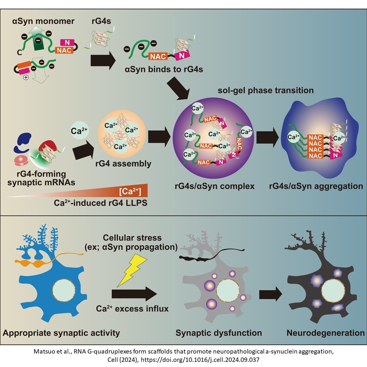 RNA structures present a promising target for early intervention in Parkinson's disease