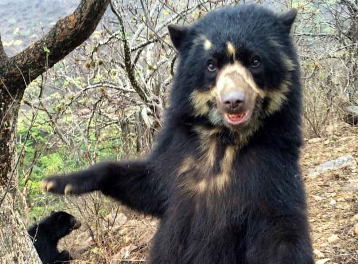 Real-life Paddington bears facing extinction after being hunted for private parts - and now charities are taking action