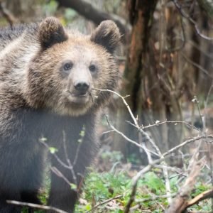 Romania sanctuary seeks to save bears as hunting resumes | Environment