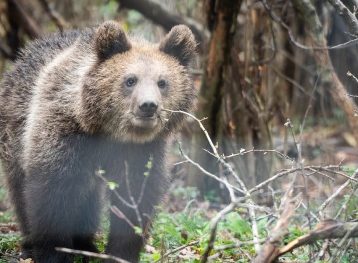 Romania sanctuary seeks to save bears as hunting resumes | Environment