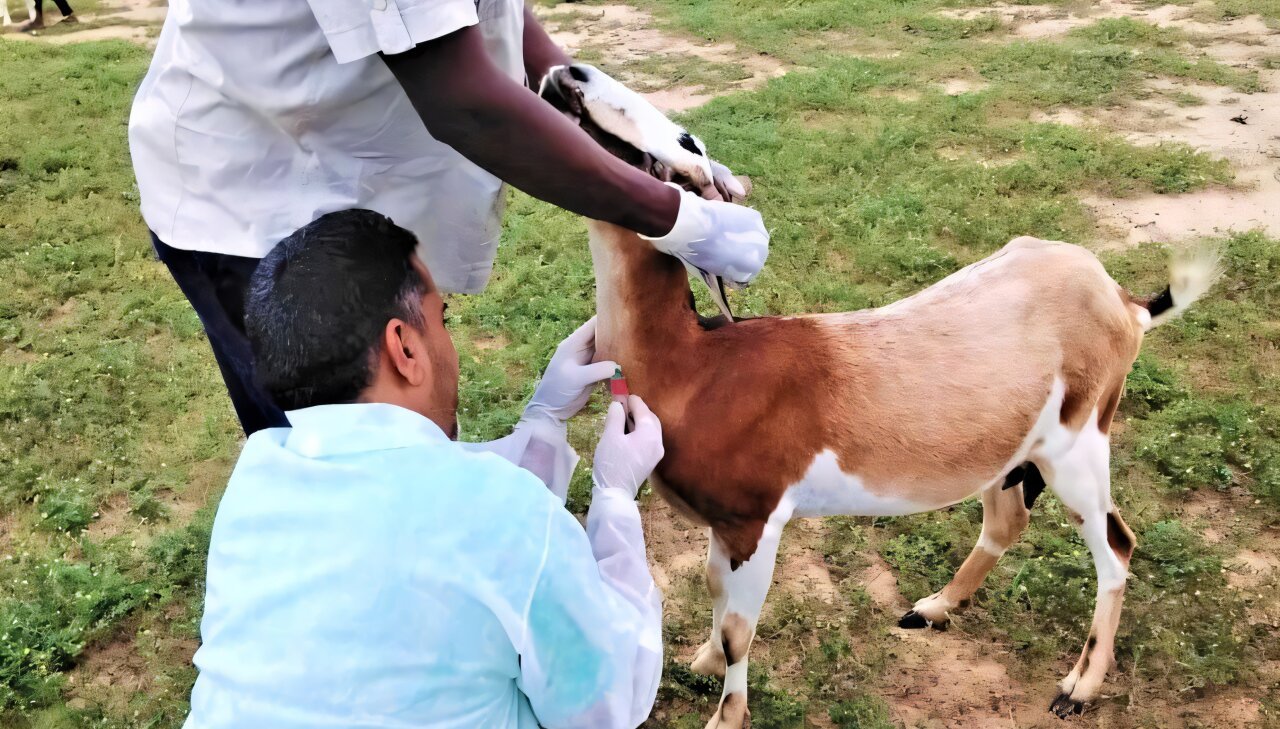 Rwanda steps up measures against Rift Valley Fever