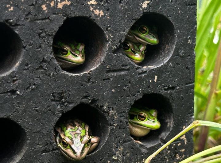 Frog Sauna