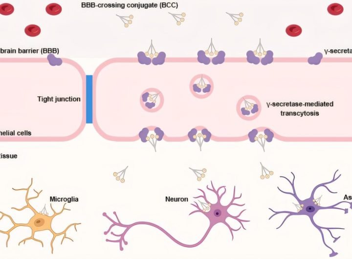 Study reveals new way to unlock blood-brain barrier, potentially opening doors to treat brain and nerve diseases