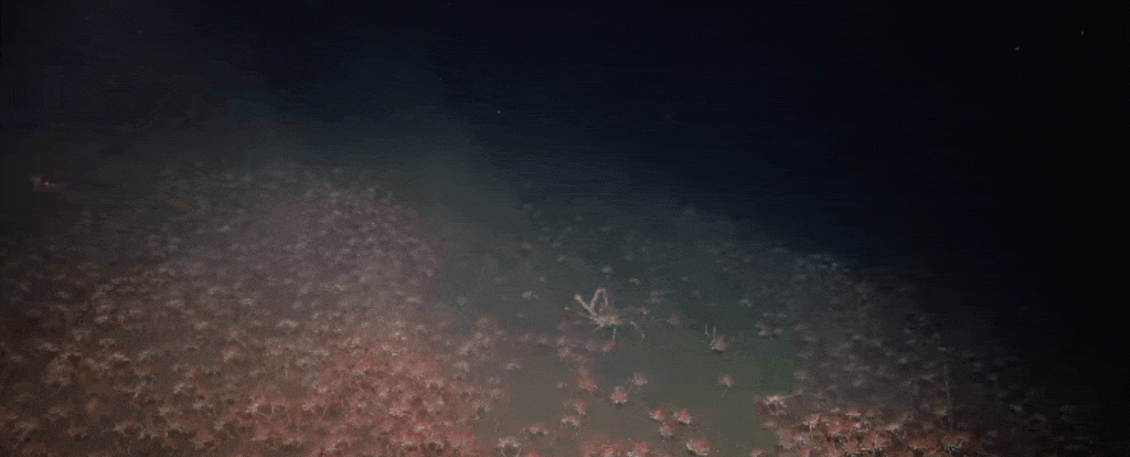 Stunning Footage Reveals Ocean Floor Absolutely Teeming With Spider Crabs