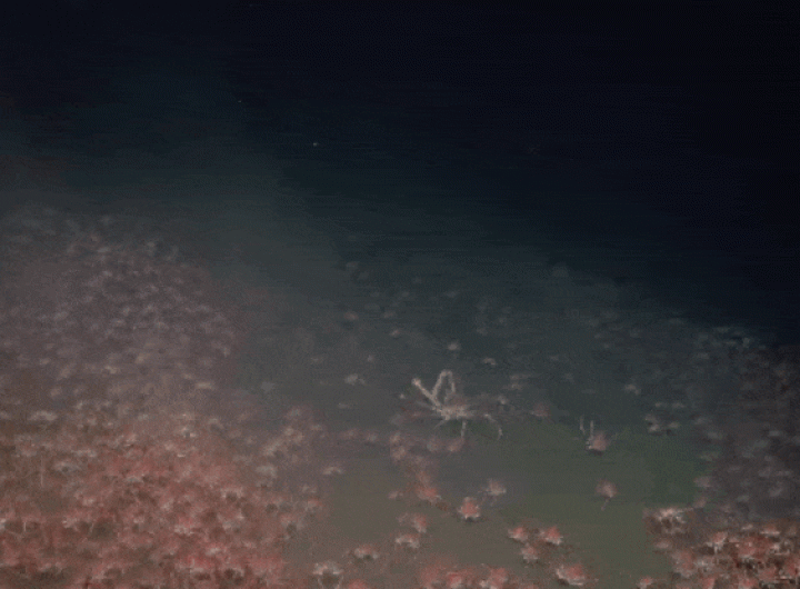 Stunning Footage Reveals Ocean Floor Absolutely Teeming With Spider Crabs