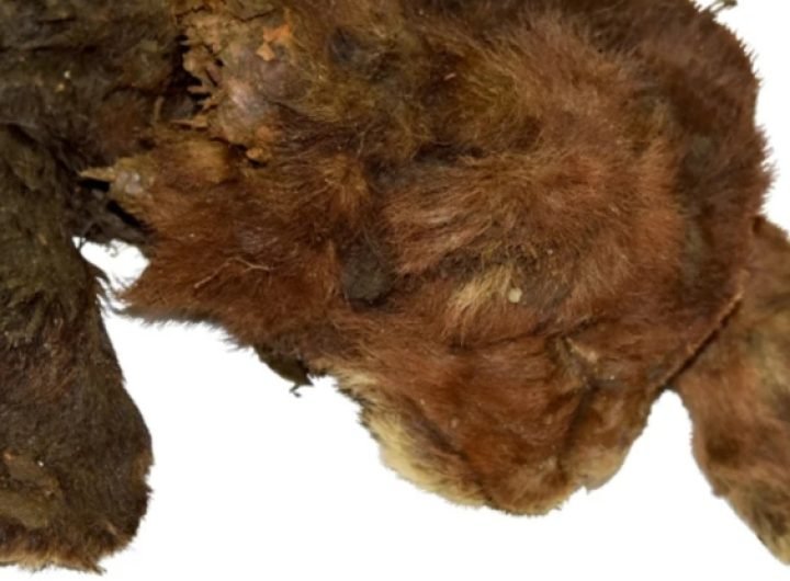 Stunningly Preserved Saber-Toothed Kitten Studied in World First : ScienceAlert