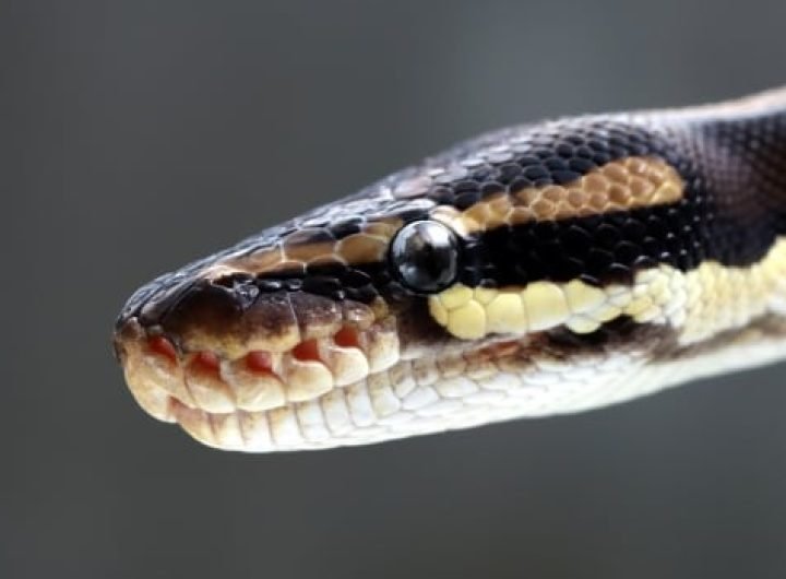 Surprisingly snuggly pythons upend what scientists thought they knew about snakes