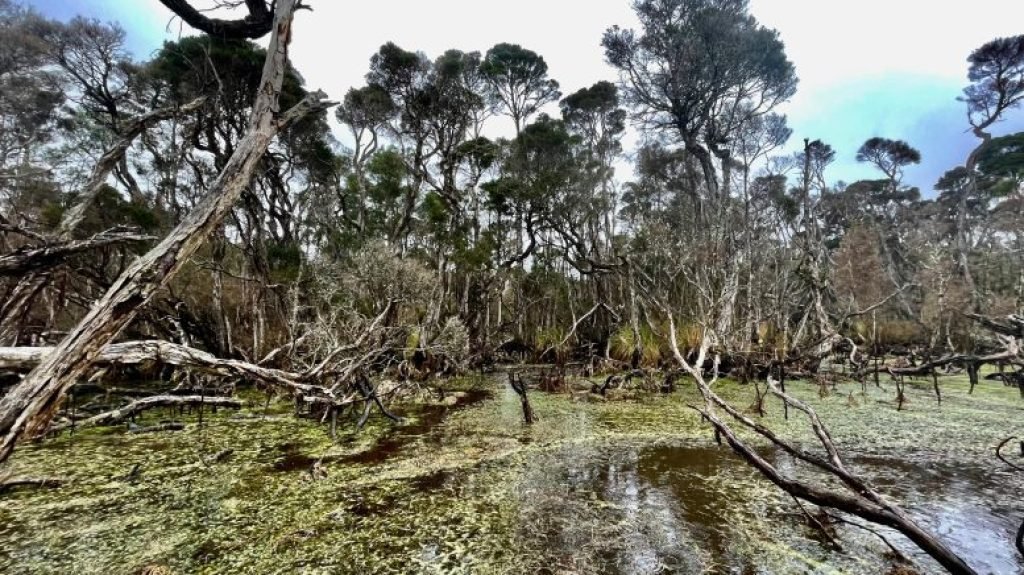 Emerald Swamp Three Hummock Island