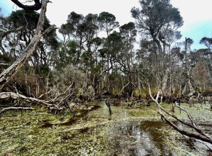 Emerald Swamp Three Hummock Island