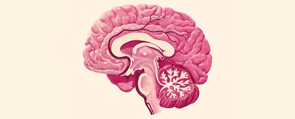 The Cold Sore Virus Can Infect Your Brain. But How Does It Get Inside? : ScienceAlert