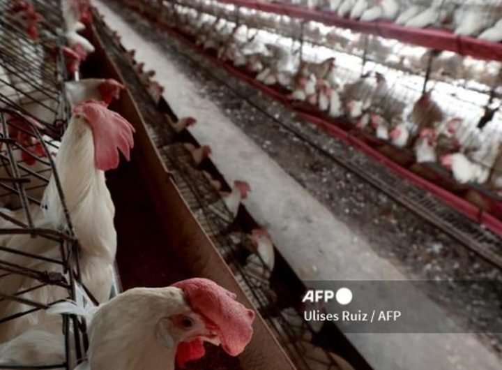 The Department of Agriculture has lifted the import suspension on birds and poultry products from Michigan, USA.