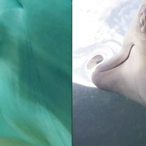 The US Navy Put Cameras on Dolphins And The Results Were Wild : ScienceAlert