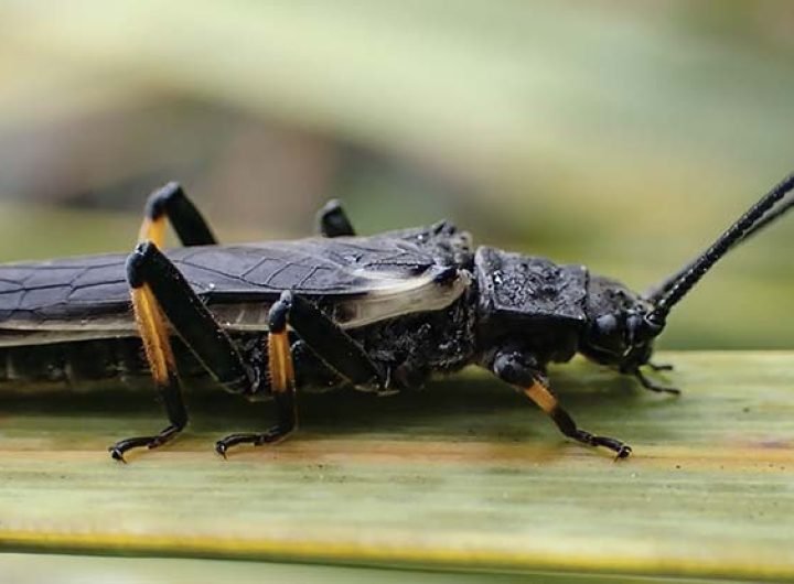 These Insects Changed Their Entire Color Because of Humans : ScienceAlert